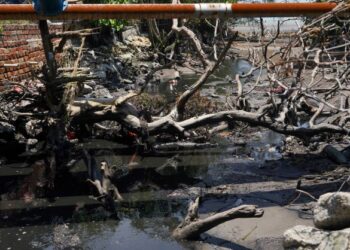 Air sungai warna kehitaman dan berbau busuk dipercayai dicemari dengan kumbahan ternakan babi yang mengalir dari pusat ternakan babi di Tanjong Sepat, Sepang  semalam. – UTUSAN/MUHAMAD IQBAL