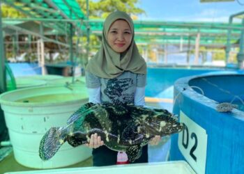 Dr. Faihanna Ching bersama induk ikan kerapu yang terdapat di Institut Penyelidikan Marin Borneo, Universiti Malaysia Sabah di Kota Kinabalu.