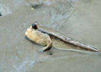 Ikan belacak atau ikan tembakul.