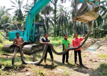 MOHD. Zul Zaidi Abd. Rafor (dua dari kanan) dan rakan-rakannya menunjukkan ular sawa bersaiz gergasi yang ditangkap dalam ladang sawit di Pasir Salak kelmarin.  – UTUSAN/AIN SAFRE BIDIN