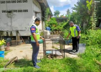 PEGAWAI Penguatkuasa MDT menunjukkan anjing liar yang berjaya ditangkap menggunakan perangkap di sekitar daerah Tumpat, Kelantan. -IHSAN MDT