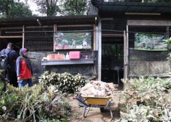 ZARINA Daud melihat bangkai arnab ternakannya yang mati dalam kejadian banjir semalam ketika ditemui di Felda Trolak Selatan dekat Tanjung Malim hari ini. - UTUSAN/MUHAMAD NAZREEN SYAH MUSTHAFA