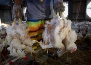 Tuntutan para penternak yang dikategori sebagai pemain gergasi ayam untuk menaikkan harga pasaran ayam lebih RM10 sekilogram mulai Julai ini adalah melampau. -GAMBAR HIASAN