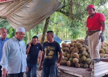 RAZMAN Zakaria (kiri) meninjau tempat pengumpulan durian milik peraih, Azmi Ismail (tengah) di Kampung Sempeneh, Batu Kurau dekat Larut semalam. - UTUSAN/WAT KAMAL ABAS