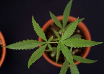 Kegiatan menyeludup masuk biji benih ganja ke negara ini dijangka meningkat  kerana ia lebih senang disembunyikan dan kurang berisiko berbanding membawa daun atau pokok ganja.