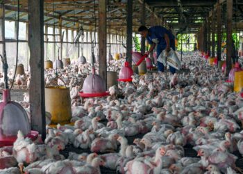 Cadangan mengapungkan harga ayam Jun ni bakal menyaksikan 50 peratus daripada 2,100 ladang ayam kontrak muflis. -GAMBAR HIASAN