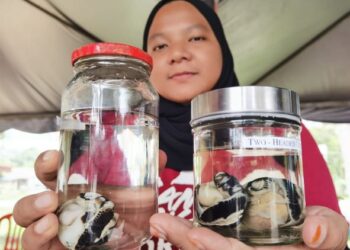 ABIDAH Zaaba menunjukkan tiga daripada empat ekor anak penyu berkepala dua yang ditemukan mati di pusat penetasan penyu di Tanjung Jara Resort, Dungun, hari ini. - UTUSAN/NIK NUR IZZATUL HAZWANI NIK ADNAN