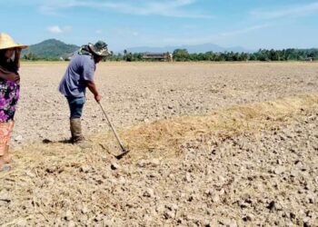 MUHAMMAD Farhan Kassim mencangkul tanah bagi membuat batas di petak sawah padi selepas selesai musim menuai di Kampung Permatang Kedundung, Pinang Tunggal di Sungai Petani, Kedah, semalam -UTUSAN/OTHMAN YAHAYA