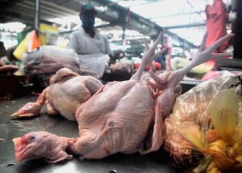 PENETAPAN harga maksimum ayam RM8.90 sekilogram oleh kerajaan dilihat tidak menyelesaikan masalah, malah membebankan lagi peniaga dan pengguna. – UTUSAN/RASUL AZLI SAMAD