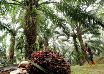 Indonesia bersetuju melaksanakan projek rintis sejumlah 10,000 Pekhidmat Domestik Indonesia (PDI) untuk sektor perladangan di Malaysia yang  dijangka dilaksana bulan depan.-GAMBAR HIASAN