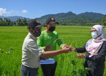 Azizan Razali (tengah) berbincang dengan penyelianya berkaitan kualiti padi  yang ditanam dalam Program Sawah Berskala Besar (Smart SBB) di bawah Padiberas Nasional Berhad (Bernas) ketika ditemui di Gong Dasar, Besut, Terengganu, baru-baru ini. – MINGGUAN/PUQTRA HAIRRY ROSLI