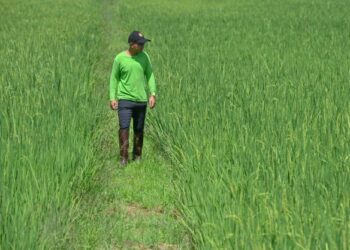 Permit import beras masih dikekalkan demi menjamin keselamatan stok bekalan makanan ruji itu untuk penduduk negara ini . – UTUSAN/PUQTRA HAIRRY ROSLI