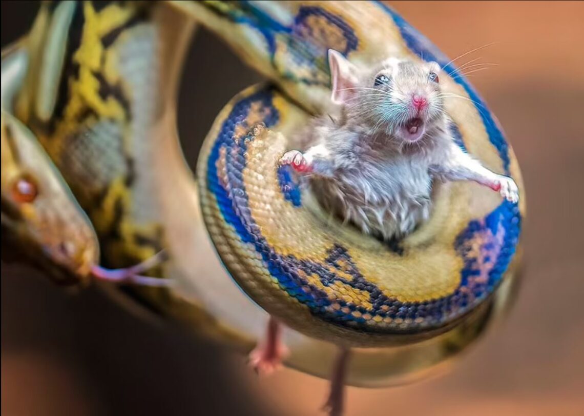 Мышь питон