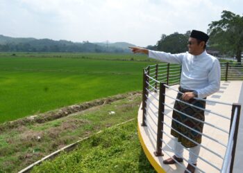 MOHD. Faizal Abdul Manap menunjukkan kawasan sawah padi di Terachi, Kuala Pilah. - UTUSAN/ZAKKINA WATI AHMAD TARMIZI