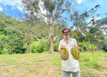 YEOW Thing Thon menunjukkan durian di dusunnya  yang terletak di Gua Ikan, Kaki Bukit, Padang Besar, Perlis .- UTUSAN/NAZLINA NADZARI