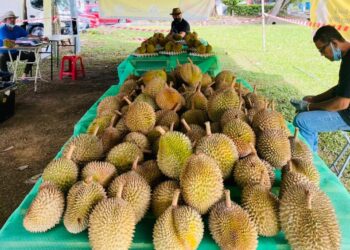 MUHD. Ali Zakariah (kiri) dan pekerjanya termenung kerana kekurangan pembeli yang datang ke gerai sejak CAC Taman Sri Andalas, Klang diwujudkan di kawasan berhampiran gerai duriannya. - UTUSAN / ABDUL RAZAK IDRIS