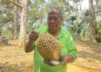 ABDUL KARIM Turiman kesal dengan tindakan sesetengah peniaga tidak bertanggungjawab yang mengatakan menjual durian diambil dari Kampung Ulu Cheka sedangkan musim durian di kampung terbabit sudah berakhir. - UTUSAN/NORHAFIZAN ZULKIFLI