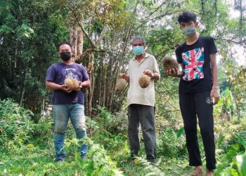 NAZERI Mokhtar (kiri) menunjukkan buah durian yang luruh di kebunnya di Kampung Telok Mas, Larut, Perak. - UTUSAN/WAT KAMAL ABAS