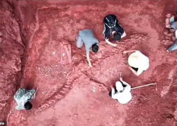 FOSIL itu ditemukan di Lufeng, barat daya China. - ASIA WIRE