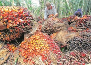 Peningkatan harga minyak sawit mentah bakal meningkatkan pendapatan peneroka, estet dan ekonomi negara. - GAMBAR HIASAN