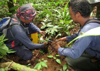 STAF FRIM mengambil anak-anak pokok dalam hutan bagi usaha pemuliharaan 'ex situ'.