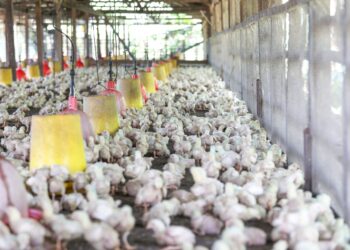 Felcra Berhad bakal membina sebuah Kompleks Ternakan Ayam Bersepadu yang menggunakan sistem tertutup di Kampung Kubang Palas, Padang Terap, Kedah.