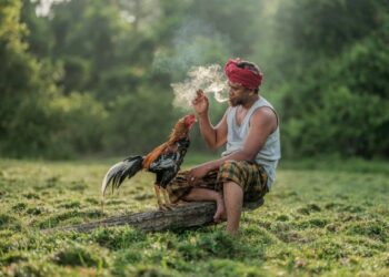 Ayam laga , lokasi Kelantan 2018