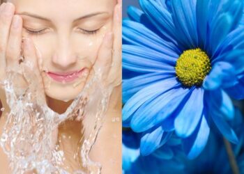 Manfaat bunga daisy biru terbukti dapat mengurangkan keradangan pada kulit. Ia mempunyai sifat anti-inflamasi iaitu interleukin 8 (IL-8) dan prostaglandin 2 (PGE-2).