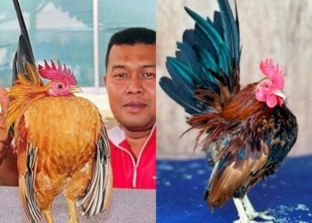 (KIRI) ARAGON 5188 ayam serama peliharaan Syed Muhamad Zaki Syed Nordin ini pernah menjuarai lebih 50 kali pertandingan kecantikan ayam serama di Arau, Perlis.
