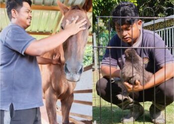 Mohd. Ahnaf menunjukkan kuda lumba  yang pernah dimiliki Sultan Terengganu, Sultan Mizan Zainal Abidin.