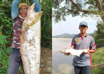 Shamsuddin Mahmud (kanan) menunjukkan ikan gohok yang ditangkap di Sungai Pahang. (Kanan) Mat Piah Jusoh.