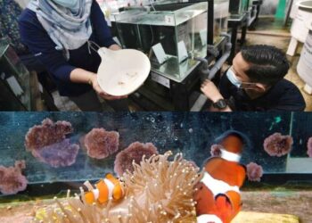 Dzulfikkar Baitulma’mur dan Nurul Shuhada Ibrahim menunjukkan spesis ikan nemo yang berjaya dibiakkan di Akuarium Tunku Abdul Rahman Pulau Pinang, Batu Maung, di Pulau Pinang.