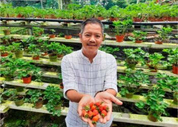 Dengan pembukaan Jerai Hill Strawberry itu, penduduk, terutamanya di utara tanah air tidak perlu lagi ke Cameron Highlands bagi menghayati keindahan ladang strawberi.