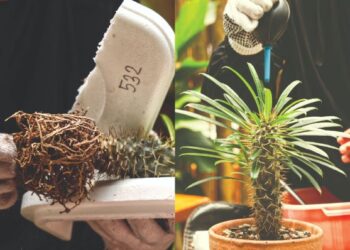 Pokok sukulen jenis Pachypodium lamerei, cantik dalam pasu baharu. – UTUSAN/Iqbal Rosli