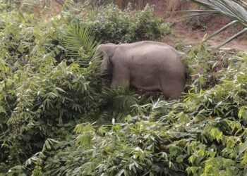 GAJAH jantan yang merosakkan tanaman penduduk ditangkap Perhilitan Perak di kawasan ladang kelapa sawit di Felda Bersia Timur di Gerik, kelmarin.  - IHSAN PERHILITAN PERAK
