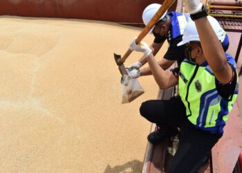 PRODUK gandum dari Australia yang disita Maqis di Pelabuhan Dermaga Air Dalam (DAD), Buttterworth, Pulau Pinang kelmarin.