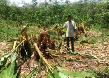 Seorang penduduk, Mohamed Ismail menunjukkan tanaman pisang yang musnah dirosakkan gajah di Kampung Sungai Peria, Kuala Krai, Kelantan. – UTUSAN/ROSMIZAN RESDI