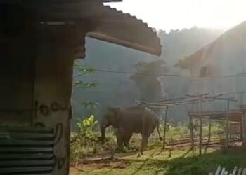 Gambar bertarikh 14 Januari lalu menunjukkan seekor gajah mencari makanan di kawasan penempatan Orang Asli di Pos Mendrop,  Jalan Cameron Highlands-Gua Musang.