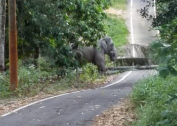 PENDUDUK Kampung Sri Tambak Asri di Kluang, Johor merakamkan gambar seekor gajah yang memasuki kampung itu, baru-baru ini. - UTUSAN/MOHAMAD FAHD RAHMAT
