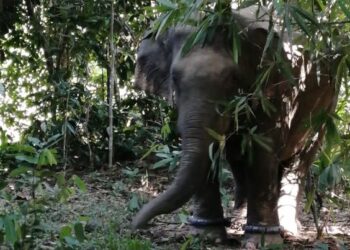 Yob Hijrah ditangkap Perhilitan Perak di Kampung Air Jada di Gerik, Selasa lalu. - UTUSAN/IHSAN PERHILITAN PERAK