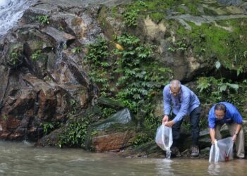 BAKRI Sawir (kiri) dan Kasim (dua dari kiri) melepaskan benih ikan pada Program Pelepasan Benih Ikan Di Perairan Umum di Jeram Enggang, Ulu Jelebu, Jelebu hari ini.-UTUSAN/MOHD. SHAHJEHAN MAAMIN.
