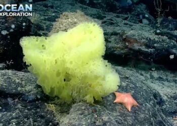 PERKONGSIAN Christopher Mah di Twitter mengenai penemuan span bernama Hertwigia dan tapak sulaiman Chondraster yang menyerupai watak SpongeBob dan Patrick. - AGENSI