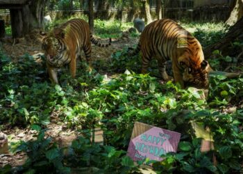 Dua ekor Harimau Malaya,  Hebat dan Wira menyambut ulang tahun ke-2 di Zoo Negara di sini, Mei tahun lalu. -UTUSAN/ MUHAMAD IQBAL ROSLI