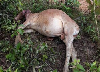ANTARA lembu milik penduduk yang dipercayai mati diserang harimau di kawasan ladang kelapa sawit di Kampung Air Putih di Kemaman., Terengganu.
