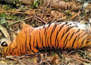 HARIMAU belang yang menyerang Anek Along ditembak mati pihak Perhilitan Kelantan di Kampung Sau, Pos Bihai, Gua Musang, Kelantan.