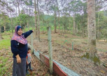 MUMTAZ Ahmad menunjukkan lokasi dua ekor harimau kumbang yang dilihatnya dalam kejadian di kawasan kebun bersebelahan rumah ibu saudaranya di Kampung Batu Chondong, Juasseh, Kuala Pilah, Negeri Sembilan, hari ini. - UTUSAN/NOR AINNA HAMZAH