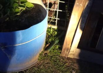 HARIMAU kumbang yang ditangkap Perhilitan Perak di Kompleks Perikanan Darat Banding dekat Pengkalan Hulu, semalam. - UTUSAN/IHSAN PERHILITAN