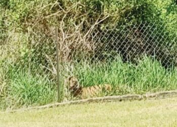 Kelibat harimau belang yang berada di luar pagar  sempat dirakam seorang guru Sekolah Kebangsaan Balar di Kampung Perawas Pos Balar Gua Musang, baru-baru ini.