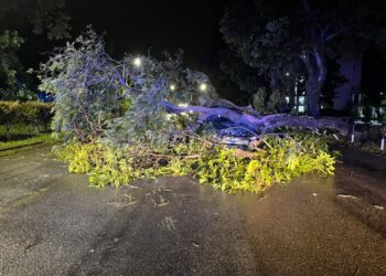SEORANG wanita terselamat selepas kereta yang dinaikinya dihempap pokok besar dalam kejadian di Kilometer 3.6 Jalan Pantai, Port Dickson, Negeri Sembilan,  malam tadi.