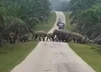 SEKUMPULAN gajah liar melintas jalan di di laluan Felda Neram I menghala ke Felda Neram II, Kemaman, Terengganu hari ini.